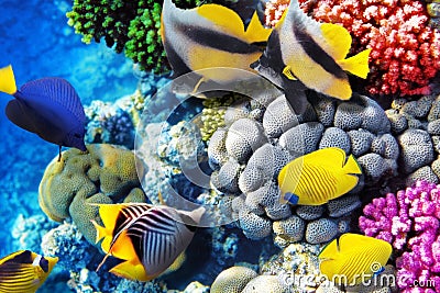 Coral and fish in the Red Sea. Egypt, Africa. Stock Photo
