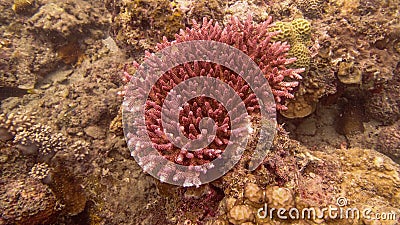 Coral found at redang sea Stock Photo