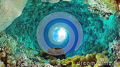 Coral reef with fish underwater. Bohol, Philippines. Stock Photo