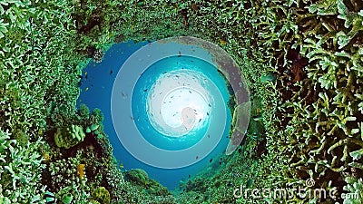 The underwater world of a coral reef. Panglao, Philippines. Stock Photo