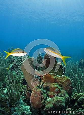 Coral gardens Stock Photo