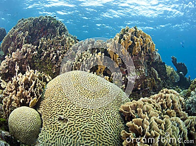 Coral gardens with brain coral Stock Photo