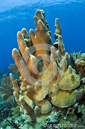 Coral gardens pillar coral Stock Photo