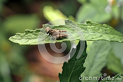 Coral grasshopper. insects with rough brown skin like leaf-eating charcoal Stock Photo