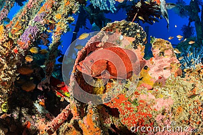 Coral Grouper on an underwater wreck Stock Photo