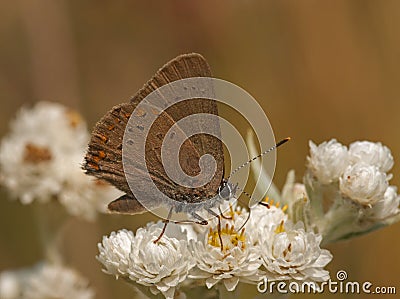 Coral Hairstreak Stock Photo