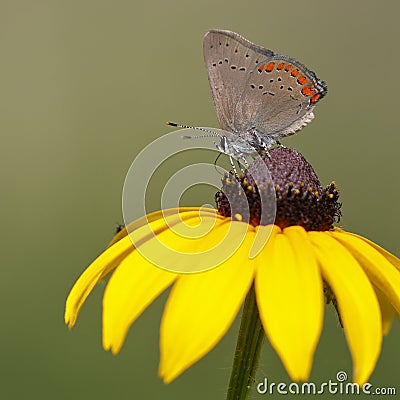 Coral Hairstreak nectaring on a Black-eyed Susan Stock Photo