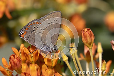 Coral Hairstreak nectaring on Butterfly Milkweed Stock Photo