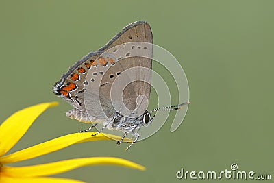 Coral Hairstreak perched on a Black-eyed Susan Stock Photo