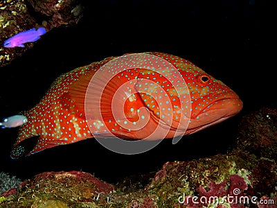 Coral Hind Grouper cephalopholis miniata Stock Photo