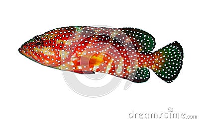 Coral hind grouper Stock Photo