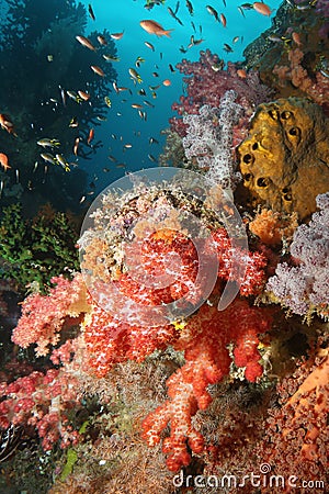 Coral life diving Indonesia Sea Ocean Stock Photo
