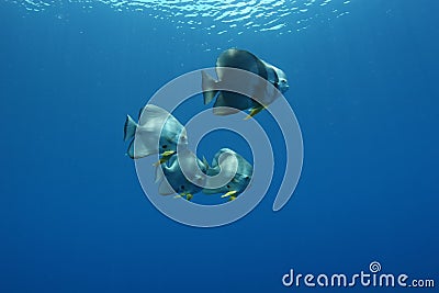 Coral life diving Pacific Ocea Stock Photo