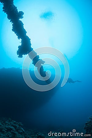 Coral life diving Pacific Ocea Stock Photo
