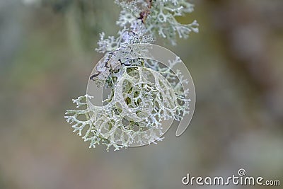 Coral like lichen Stock Photo