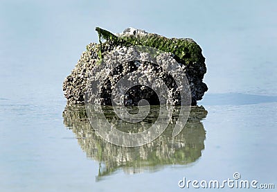 Coral with marine and mollusk shells Stock Photo