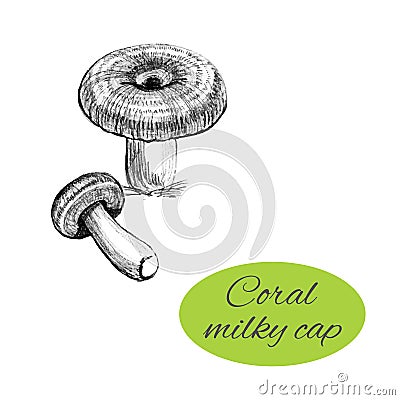 Coral Milky Cap Drawing Vector Illustration