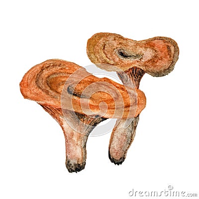 coral milky cap mushrooms in watercolor, edible brown mushroom painted in watercolor Vector Illustration