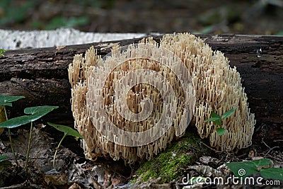 Coral mushroom Artomyces pyxidatus growing on the tree. Also known as crown coral or crown-tipped coral. Stock Photo