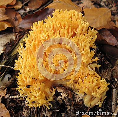 Coral mushroom Ramaria flava Changle Stock Photo