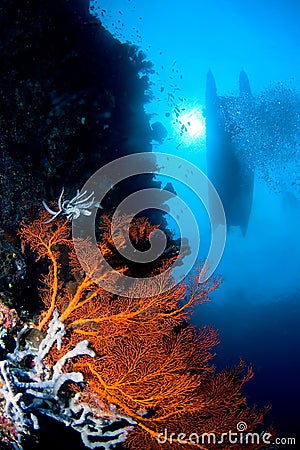 Coral near surface Indonesia Sulawesi Stock Photo