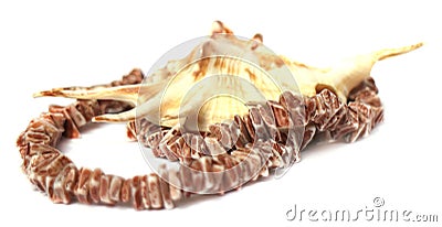 Coral necklace, large shells coral beads Stock Photo