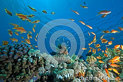 Coral, ocean and fish Stock Photo