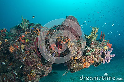 Coral Outcropping Stock Photo