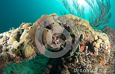 Coral Outcropping Stock Photo
