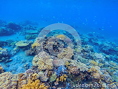 Coral panorama in tropical seashore. Undersea landscape photo Stock Photo