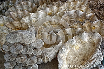 Coral pattern Stock Photo