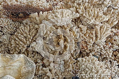 Coral pattern Stock Photo