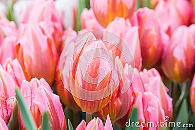 coral pink tulip buds with water drops close-up Stock Photo