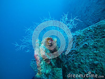 Coral Plants Growing on Underwater Ship Wreck in the Red Sea, Egypt Stock Photo