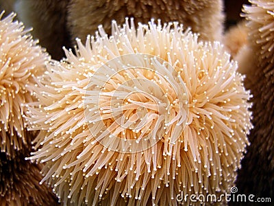 Coral polyps Stock Photo