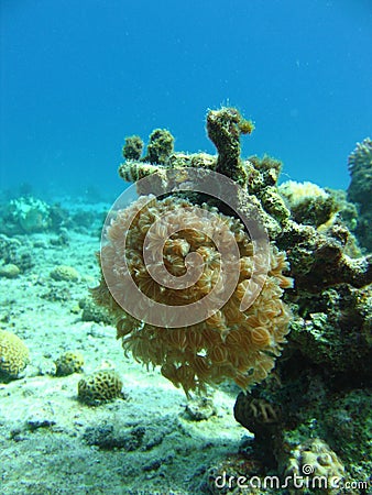 Coral polyps Stock Photo