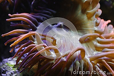 Coral polyps, bladder anemone Stock Photo