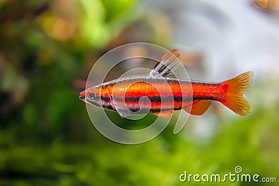 Coral Red Pencil Fish Stock Photo