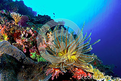 Coral Reef Stock Photo