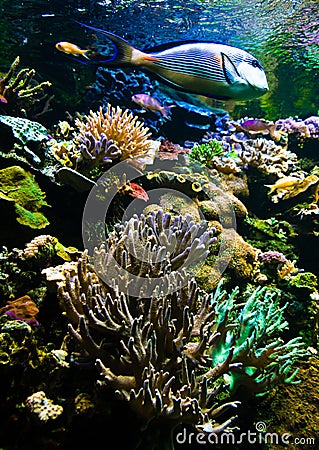 Coral reef Stock Photo