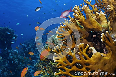 Coral reef Stock Photo