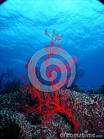 Coral Reef Stock Photo