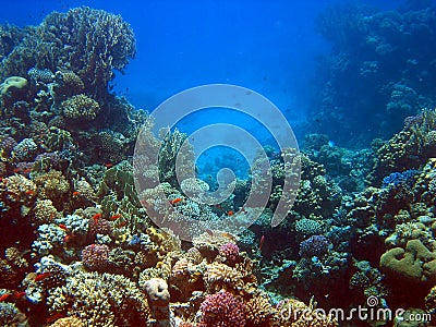 Coral reef 2 Stock Photo