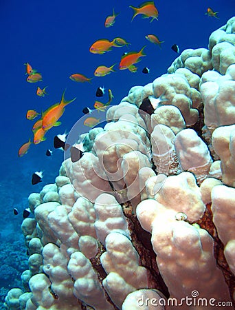 Coral Reef Stock Photo