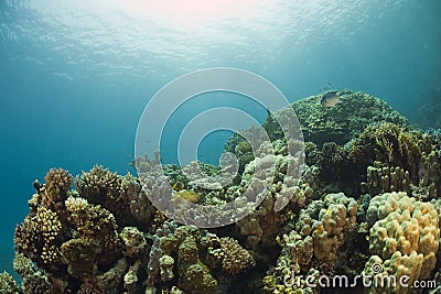 Coral Reef Stock Photo