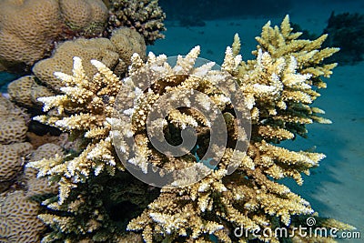 Coral reef with Acropora coral (Scleractinia) at sandy bottom of tropical sea, underwater lanscape Stock Photo