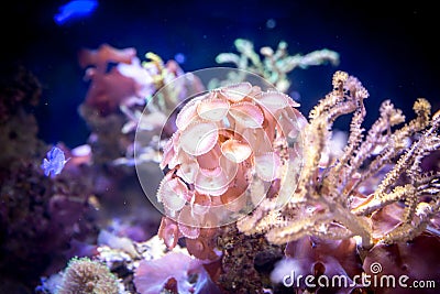 Coral reef in aquarium Stock Photo