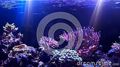 Coral reef aquarium tank Stock Photo
