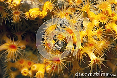 Caribbean coral reef Gorgonian coral Stock Photo