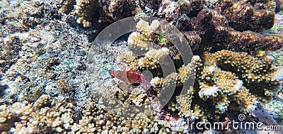 Coral reef Coiba Panama. Piece of coral. Colorfull fish Stock Photo